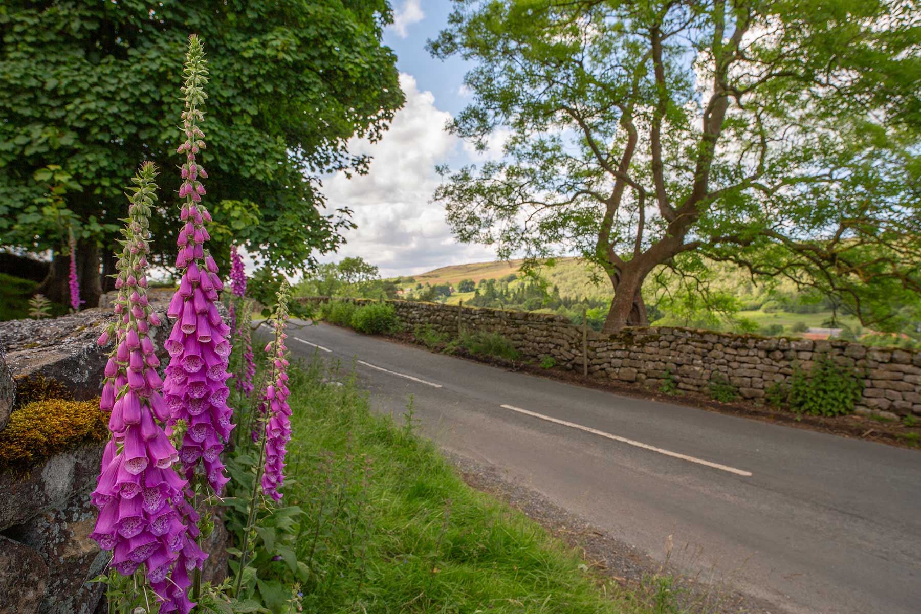 North Moors