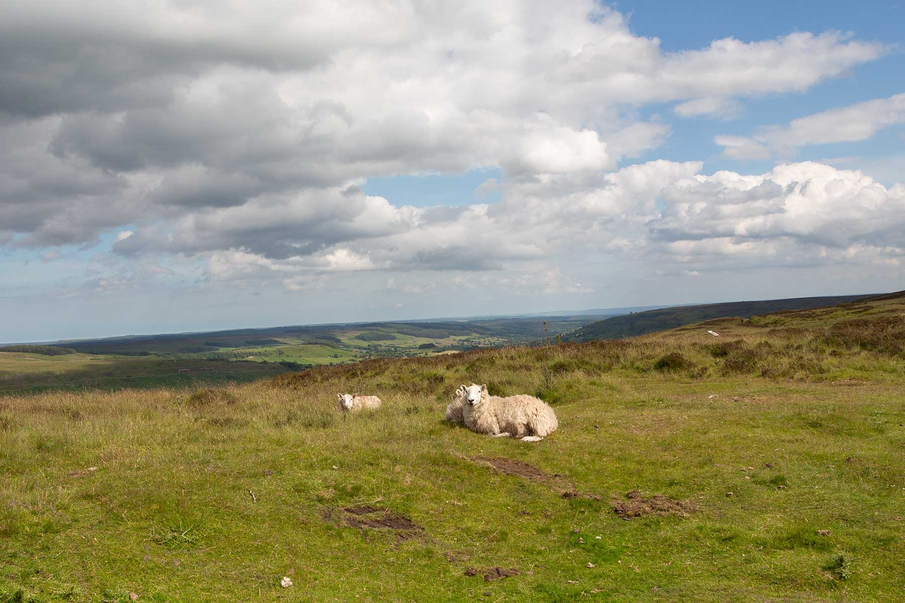 North Moors